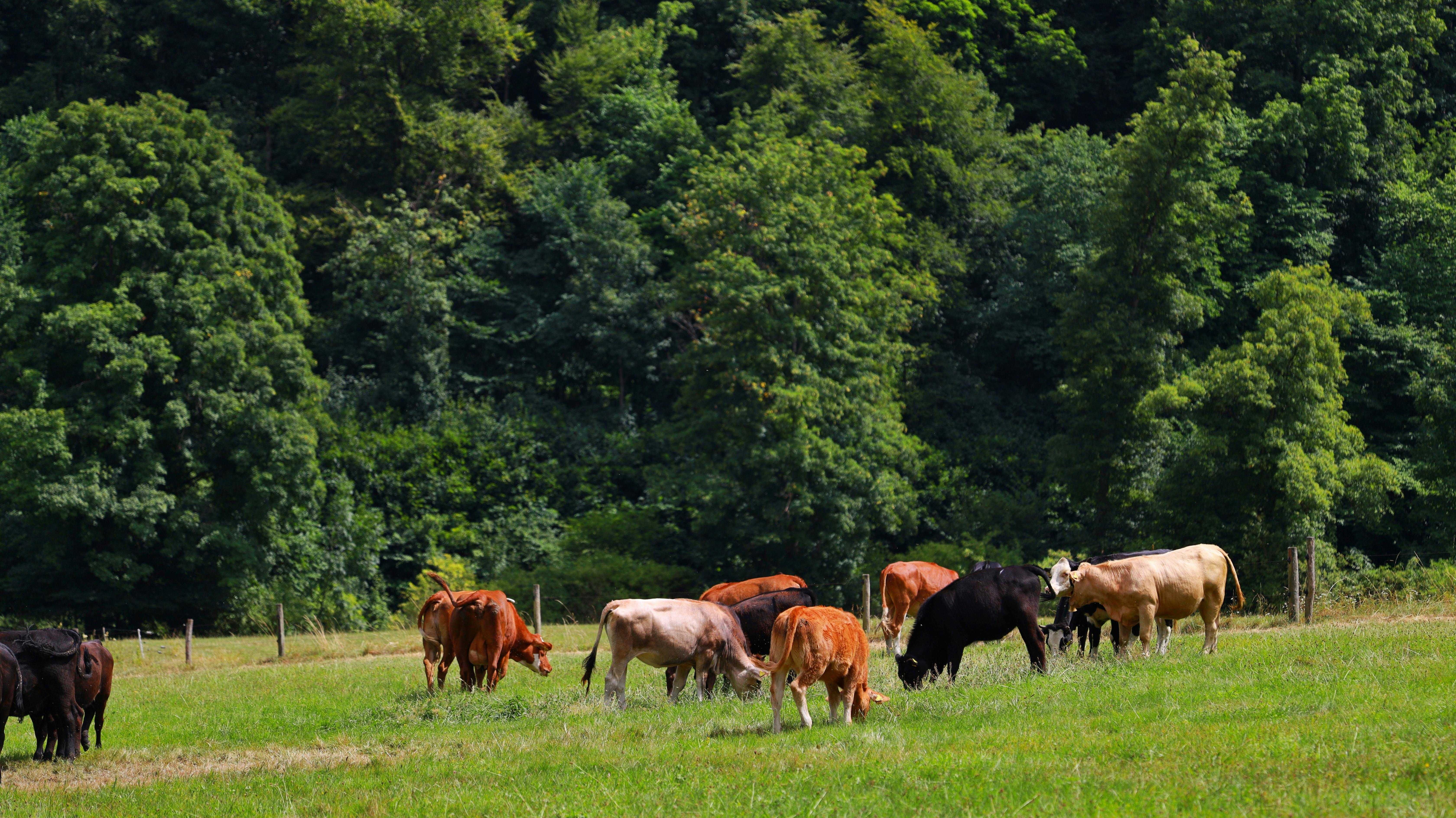 Pecuaristas dos EUA querem banir carne do Brasil
